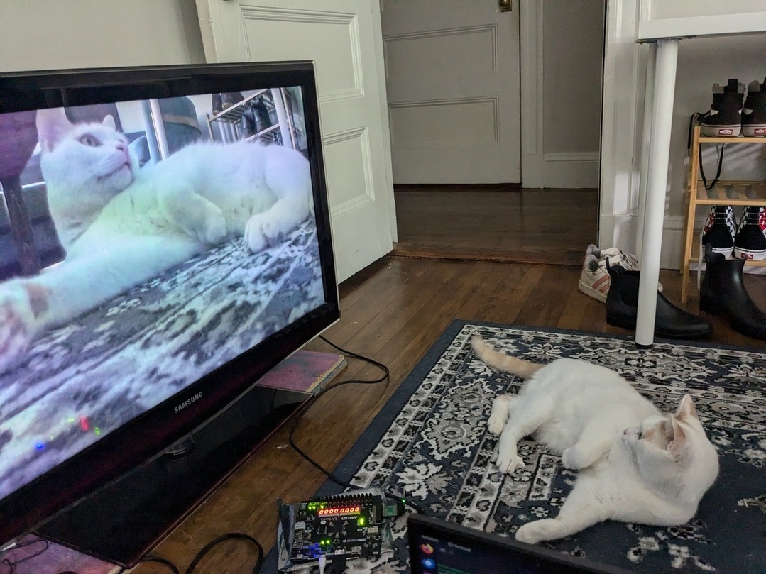 Livestreamed Cat